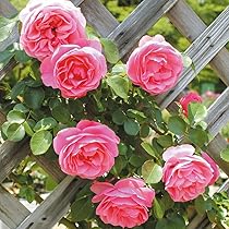 バラ　レオナルド・デイル Amazon.co.jp: バラ苗 つるバラ レオナルド ダ ヴィンチ 1株